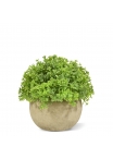 Mini Buxus artificiale in vaso 14 cm - verde
