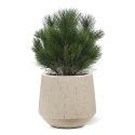 Pianta artificiale a bulbo di Pinus 45 cm - resistente ai raggi UV