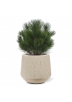 Pianta artificiale a bulbo di Pinus 45 cm - resistente ai raggi UV