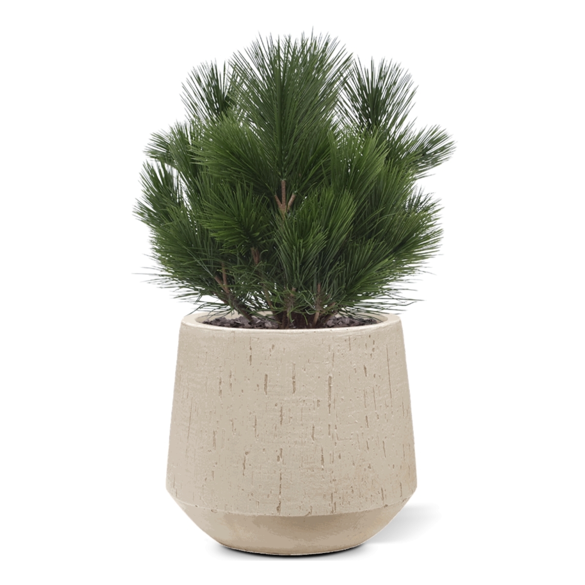 Pianta artificiale a bulbo di Pinus 45 cm - resistente ai raggi UV