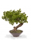Pinus Bonsai pianta artificiale in ciotola 40cm