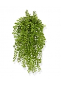 Dischidia artificiale 40 cm UV