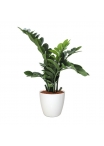 Pianta artificiale di Zamioculcas 65 cm