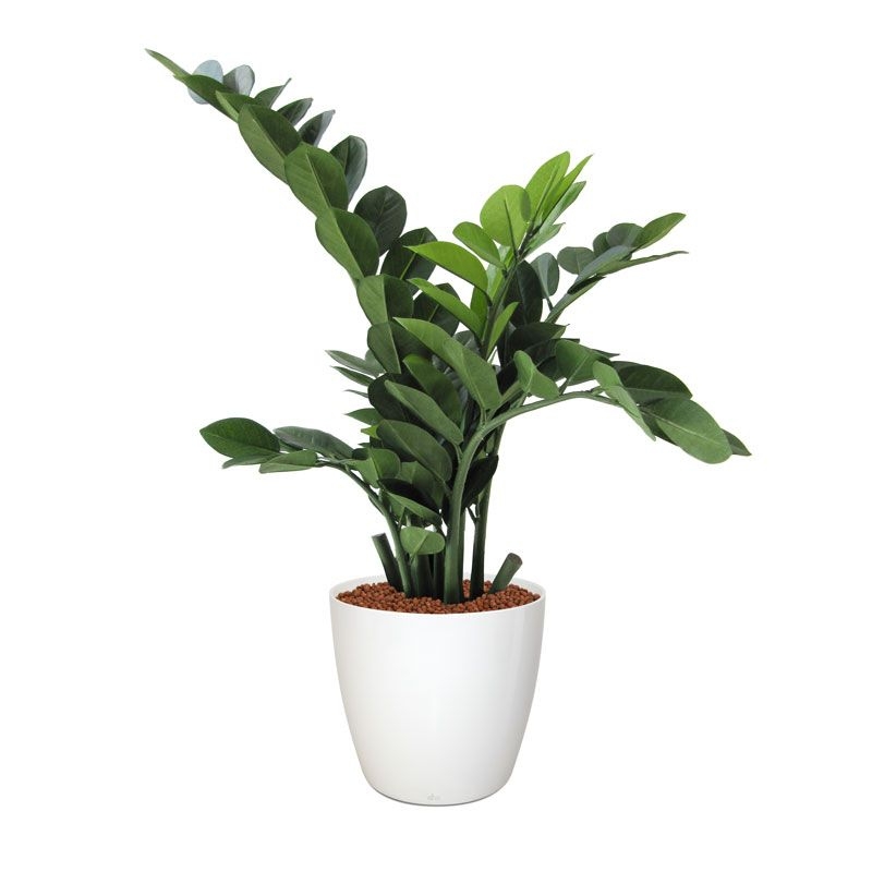 Pianta artificiale di Zamioculcas 65 cm