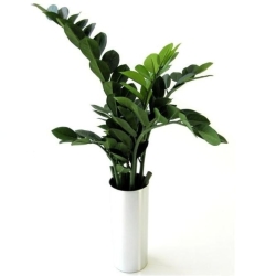 Pianta artificiale di Zamioculcas 65 cm