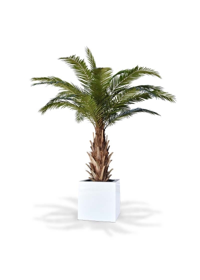 Palma artificiale Phoenix Canary XXL su base 300cm
