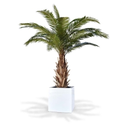 Palma artificiale Phoenix Canary XXL su base 300cm