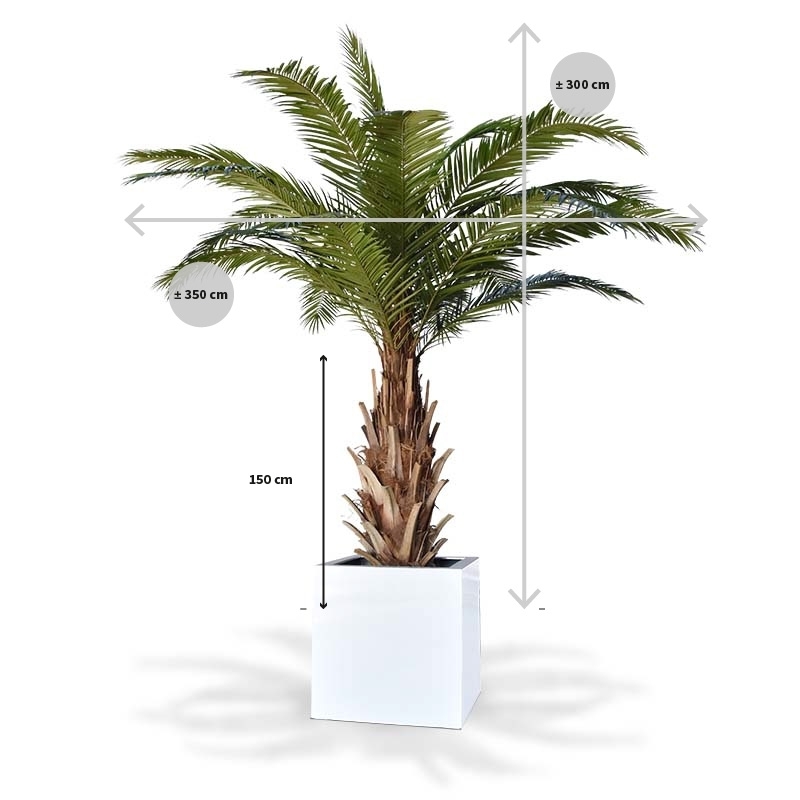 Palma artificiale Phoenix Canary XXL su base 300cm