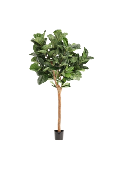 Artificiale Lyrata Deluxe Y Albero 220cm in vaso