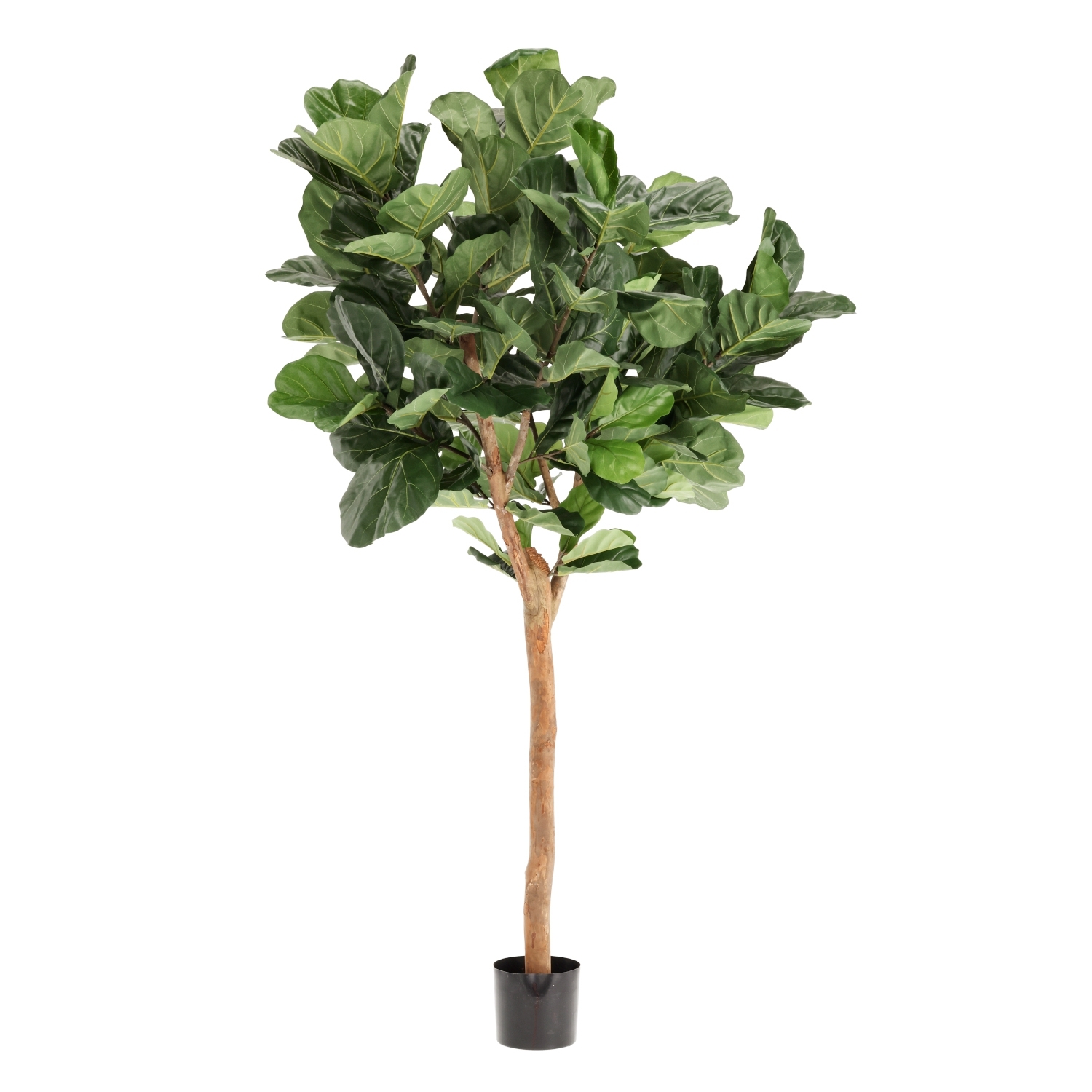 Artificiale Lyrata Deluxe Y Albero 220cm in vaso
