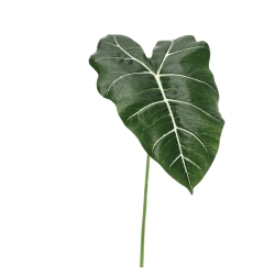 Ramo di Alocasia Frydek Artificiale 58cm Verde