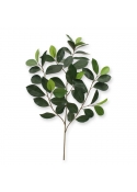 Ficus ramo compatto x 52 FR