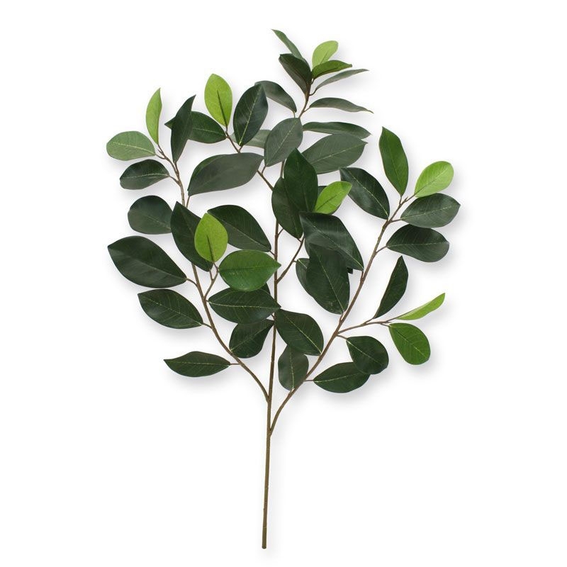 Ficus ramo compatto x 52 FR