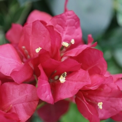 Bougainvillea Pendente Artificiale 50cm Cerise