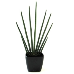 Sansevieria Cylindrica pianta artificiale 85 cm