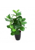 Clusia pianta artificiale 40cm in vaso 10cm