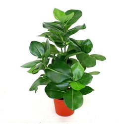 Clusia pianta artificiale 40cm in vaso 10cm