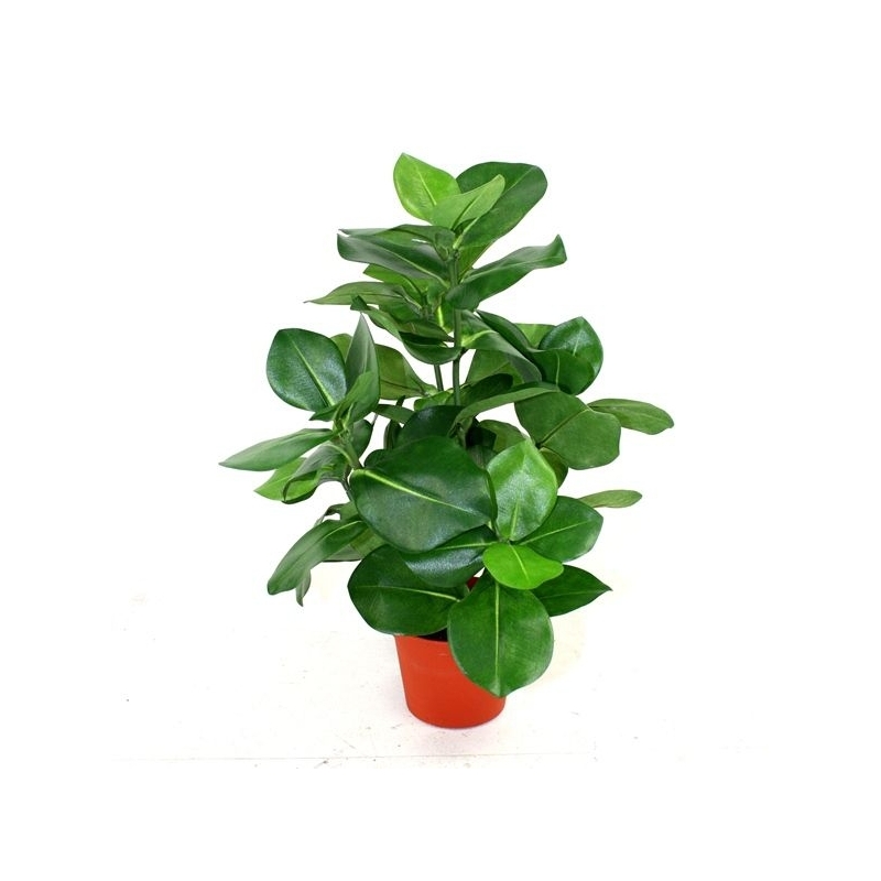 Clusia pianta artificiale 40cm in vaso 10cm
