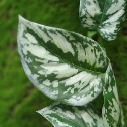 Scindapsus Pictus pianta ricadente artificiale Deluxe 50cm