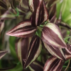 Tradescantia Pianta artificiale pendente viola 90 cm