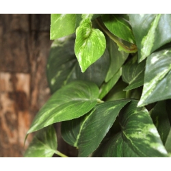 Scindapsus pianta artificiale ricadente 100 cm - variegato