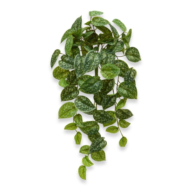 Scindapsus Pictus pianta pensile 60 cm