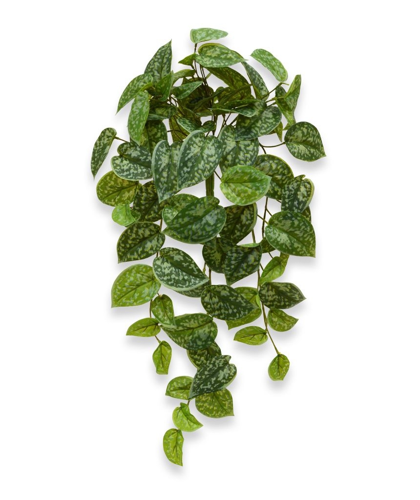 Scindapsus Pictus pianta pensile 60 cm