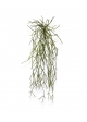 Pianta traente artificiale Rhipsalis Micrantha 55 cm