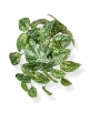 Pictus art pianta ricadente 25cm - variegato