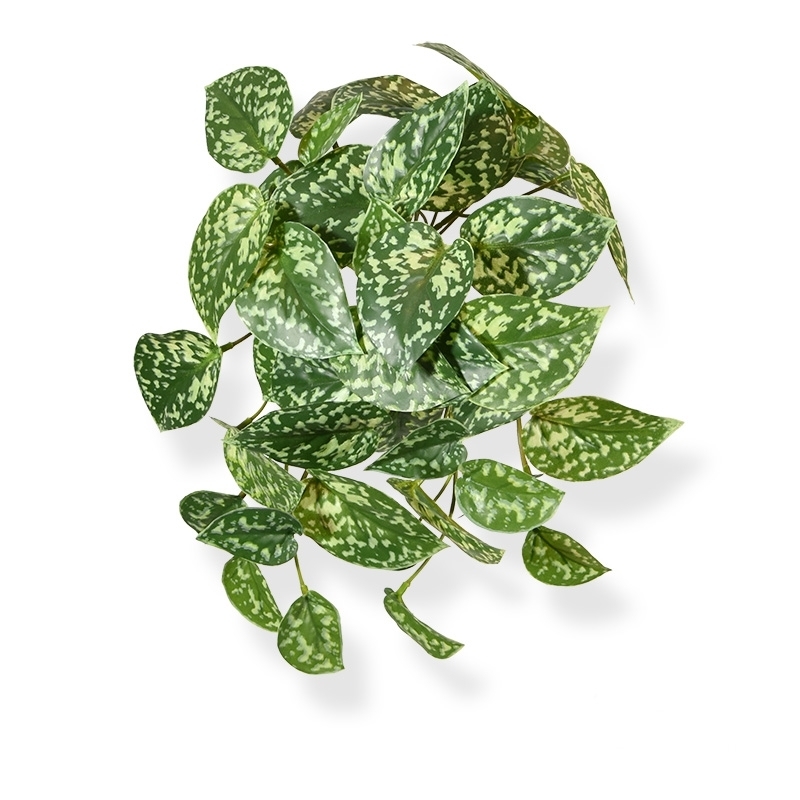 Pictus art pianta ricadente 25cm - variegato