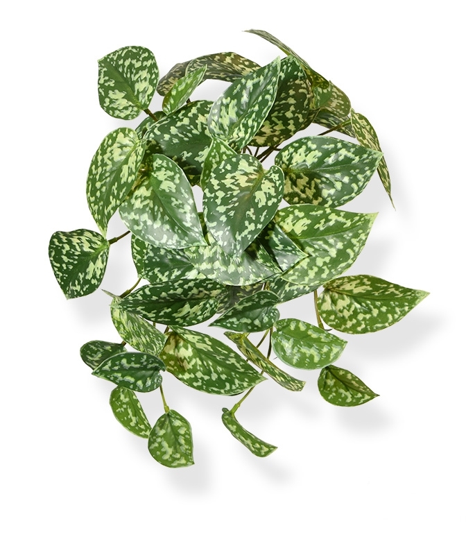 Pictus art pianta ricadente 25cm - variegato