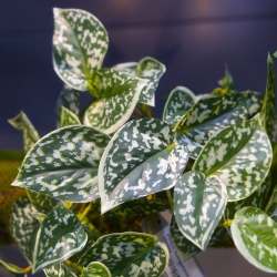 Pictus art pianta ricadente 25cm - variegato