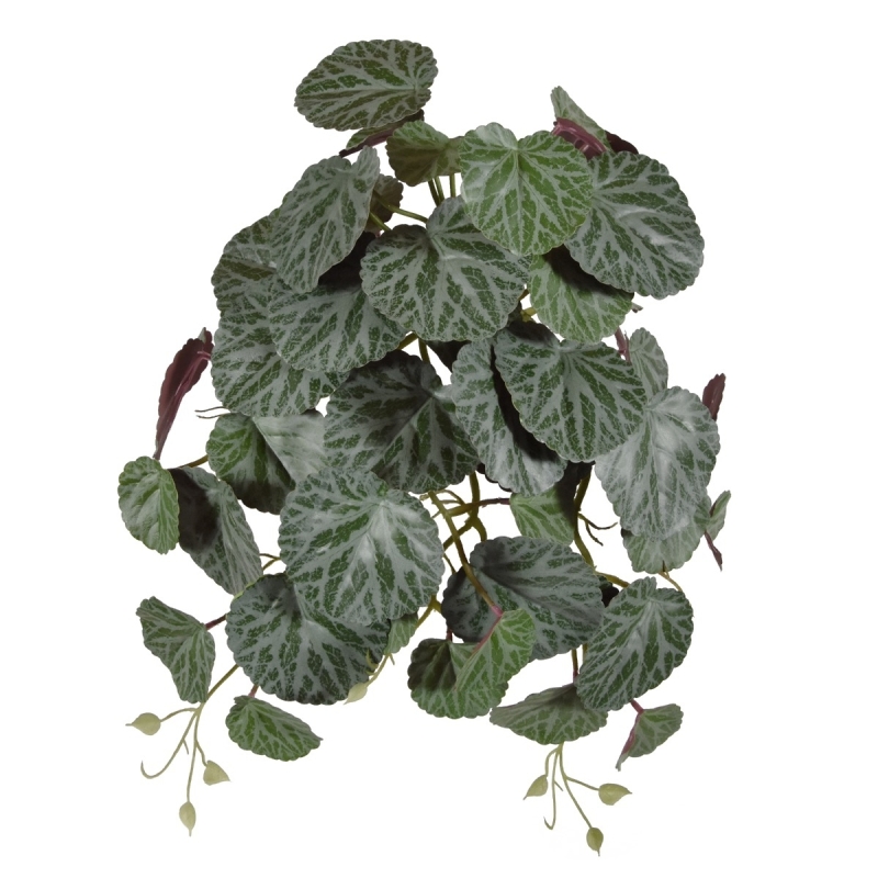 Saxifraga pendente verde/rosso 45 cm