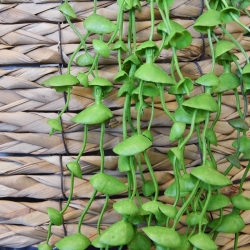 Pianta artificiale a filo di perle 60 cm verde