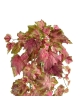 Ghirlanda artificiale di foglie d'uva 65 cm rosa