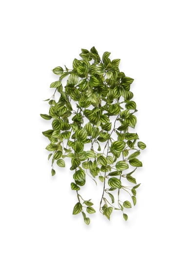 Peperomia Pianta artificiale ricadente variegata 50 cm