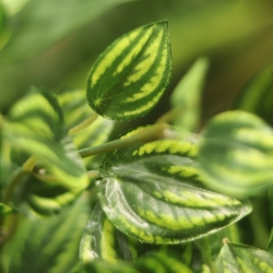 Peperomia Pianta artificiale ricadente variegata 50 cm