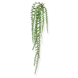 Epiphyllum artificiale trailingplant 110 cm