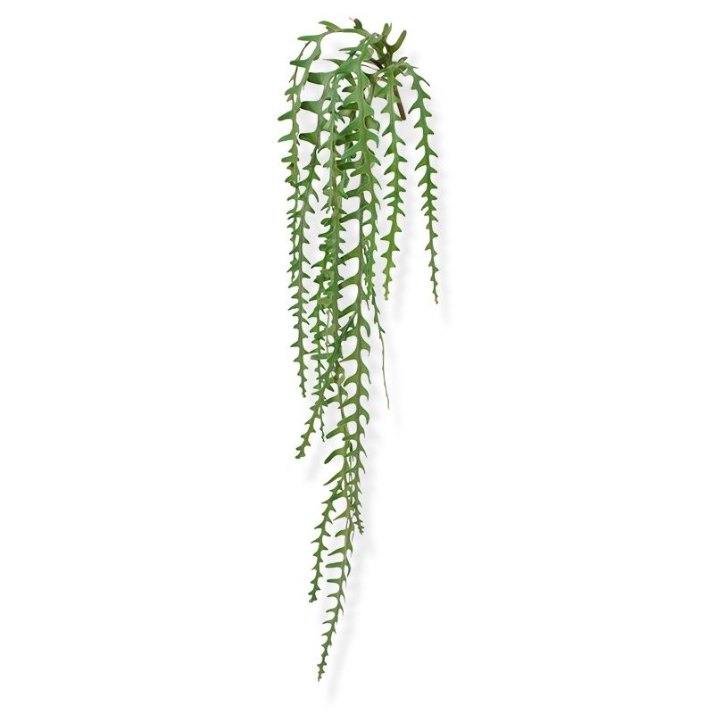 Epiphyllum artificiale trailingplant 110 cm
