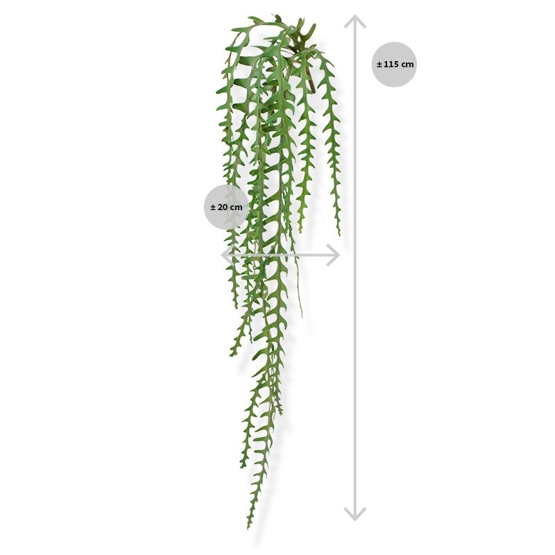 Epiphyllum artificiale trailingplant 110 cm