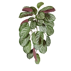 Calathea rossa Roseopicta ciondolo 70 cm