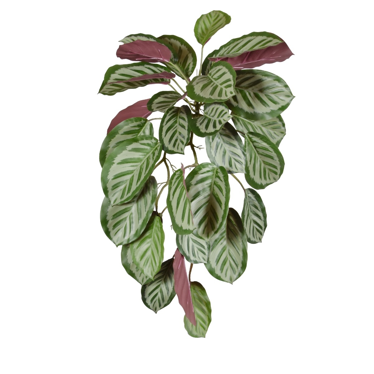 Calathea rossa Roseopicta ciondolo 70 cm