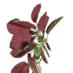 Calathea rossa Roseopicta ciondolo 70 cm