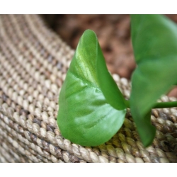 Scindapsus pianta artificiale ricadente 75 cm - verde