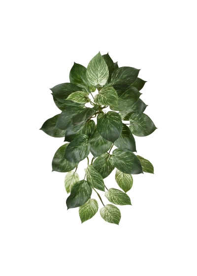 Filodendro Birkin ciondolo 65 cm