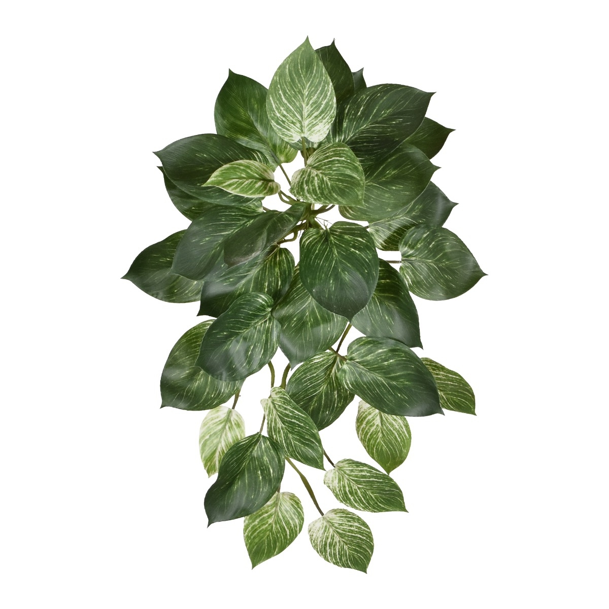 Filodendro Birkin ciondolo 65 cm