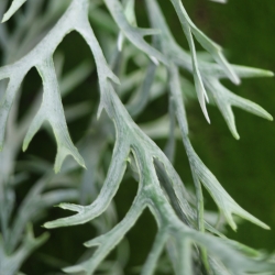 Ghirlanda artificiale di staghorn 180cm