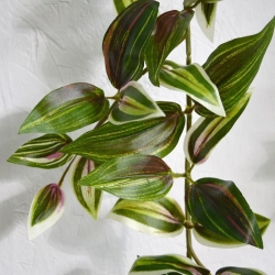 Ghirlanda di Tradescantia 180 cm variegata