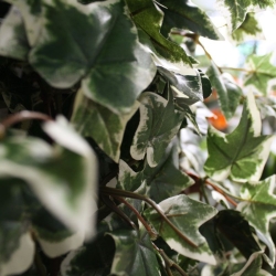 Ghirlanda di edera artificiale verde-variegata 180 cm
