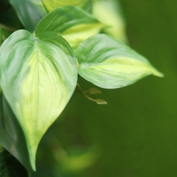 Filodendro Scandens Brasil ghirlanda artificiale 180cm